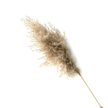 Load image into Gallery viewer, 8pcs/10pcs/20 Pcs real dried small pampas grass wedding flower bunch natural plants decor home decor dried flowers Free shipping