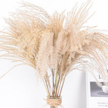 Load image into Gallery viewer, 50pcs Real Dried Small Pampas Grass Wedding Flower Bunch Natural Plants Decor Home Decor Dried Flowers Phragmites
