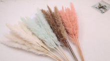 Load image into Gallery viewer, 30Pcs Bulrush Natural Dried Small Pampas Grass Phragmites Home Christmas decoration diy dried flower bouquet Flower arrangement
