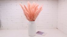 Load image into Gallery viewer, 30Pcs Bulrush Natural Dried Small Pampas Grass Phragmites Home Christmas decoration diy dried flower bouquet Flower arrangement
