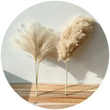 Load image into Gallery viewer, 8pcs/10pcs/20 Pcs real dried small pampas grass wedding flower bunch natural plants decor home decor dried flowers Free shipping
