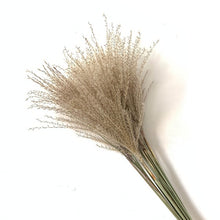 Load image into Gallery viewer, 8pcs/10pcs/20 Pcs real dried small pampas grass wedding flower bunch natural plants decor home decor dried flowers Free shipping
