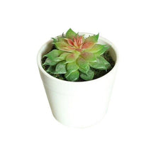 Load image into Gallery viewer, Artificial Mini Plants Vivid Cactus Succulent Home Decoration Plant with Vase for Office Table Indoor Plants
