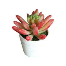 Load image into Gallery viewer, Artificial Mini Plants Vivid Cactus Succulent Home Decoration Plant with Vase for Office Table Indoor Plants
